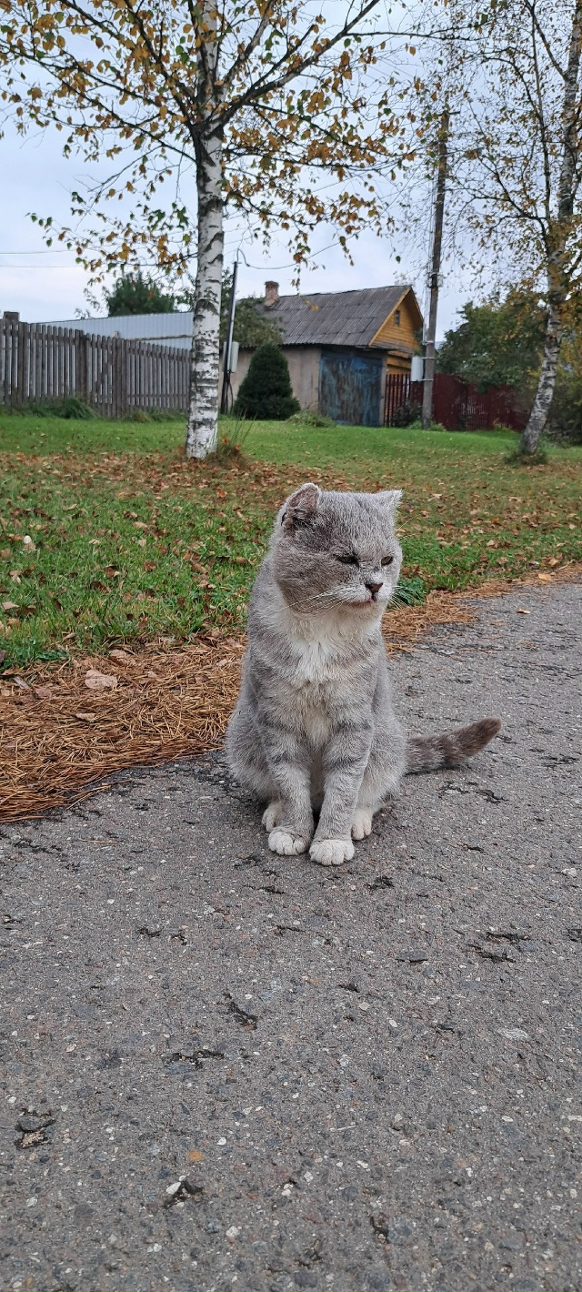 Можайское водохранилище, д. Мышкино. Много кошек и все ?...