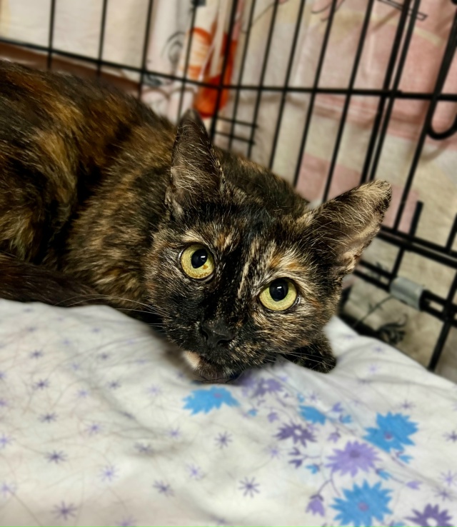 В добрые руки черепаховая кошечка Муся
Очаровательная...