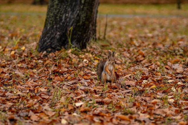Осенние белочки из Раменского парка 🐿