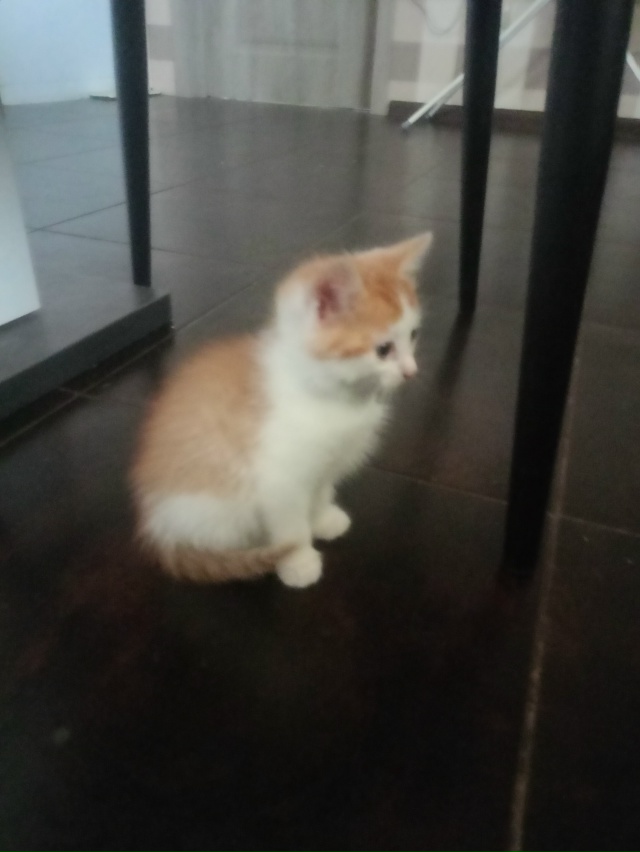 Котёнок 2 месяца, мальчик-кот, бодрый и здоровый, ест вс?...