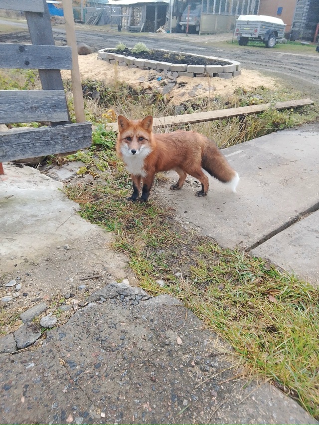 Вот такую красавицу лису заметили в Коноше 🦊
Патрике?...