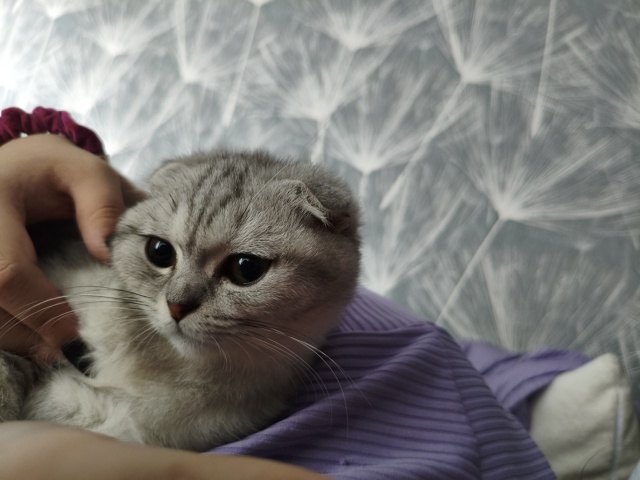 Потерялась кошка Стеша (отзывается на это имя) в районе...