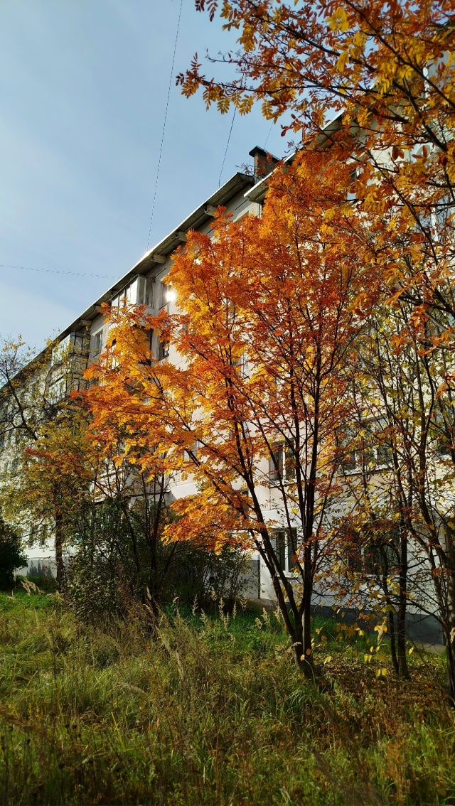 В городских дворах🍂🍁🍂
Автор: Светлана Льдокова