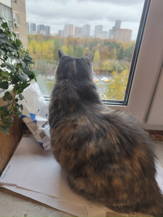 #салокрасоты и оконный телевизор