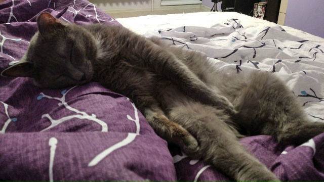 Потерялся кот зовут Китя, серый окрас с белым галстуко?...