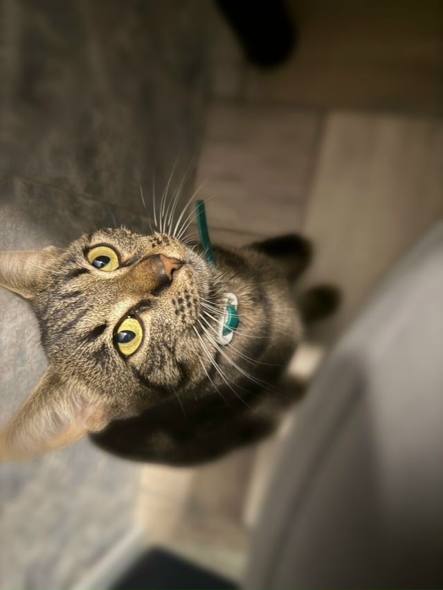 Здравствуйте, пропал кот . На нем был зеленый ошейник и ...