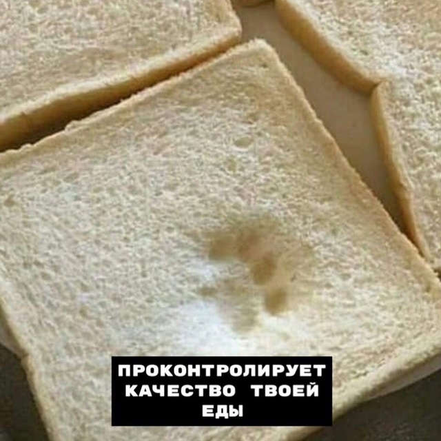 8 плюcoв, кoгдa y тeбя ecть кoт