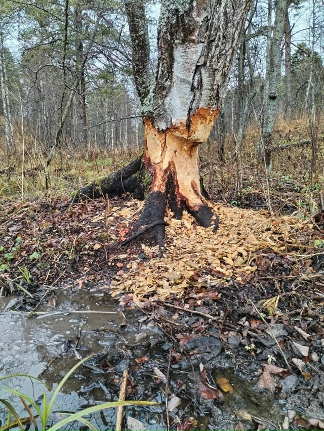 🦫В башкирском «Шульган-Таше» хулиганы-бобры обгрызли...
