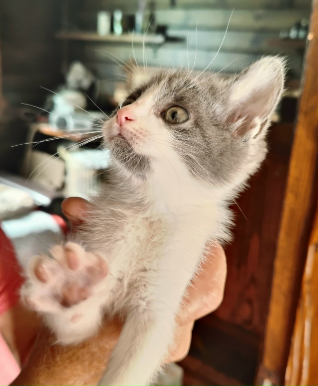 Озорная, игривая кошечка ищет дом. Возраст 2 месяца. Под...