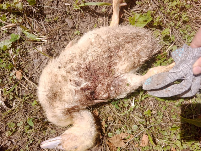 Ну кто там пел про то, что дикая стая собак в Горетово э?...