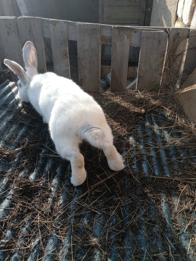 Продам кроликов двух штук крола и крольчиху тел 89510328810