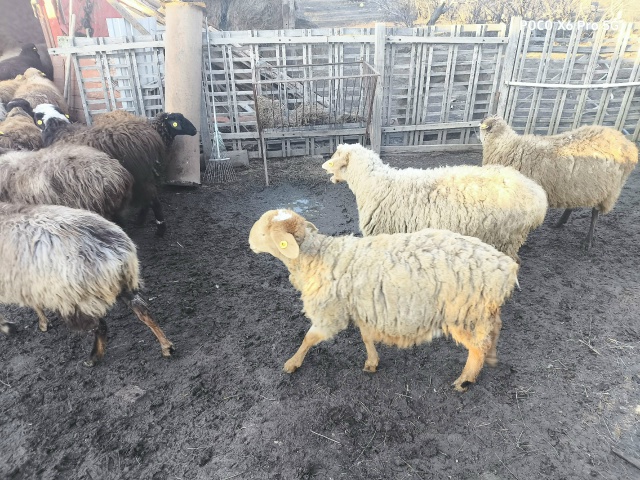 Продам баранов 3 куркара
19 овец 3 ягненка
Тел.+7 951 034-00-28