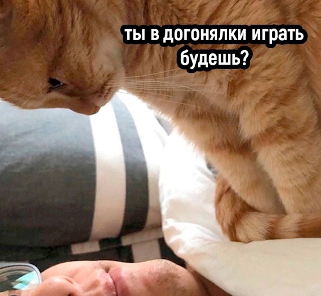Наступает ночь. Кот: игра началась