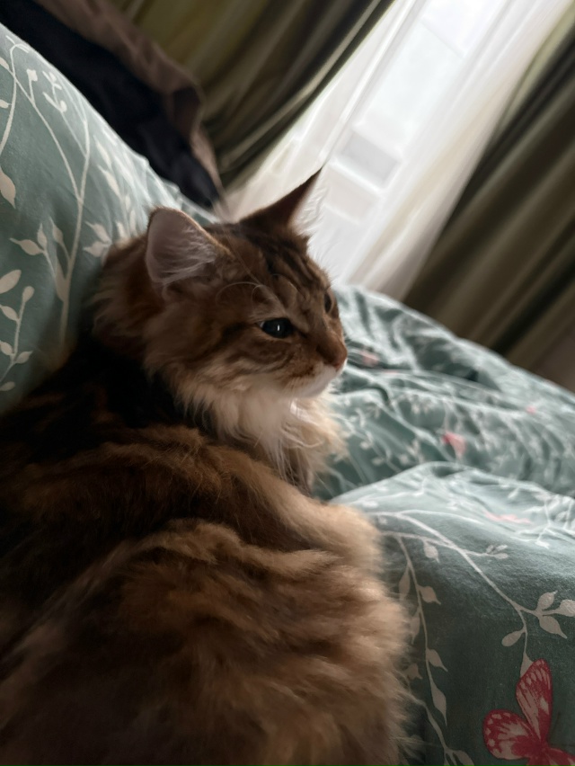 Феликс.
От него отказались, мы забрали)
8 месяцев, а он у...