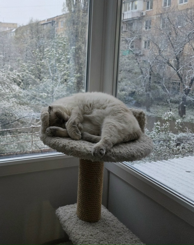 Любимое место для пушистого чилла ?
А где любят чилли?...