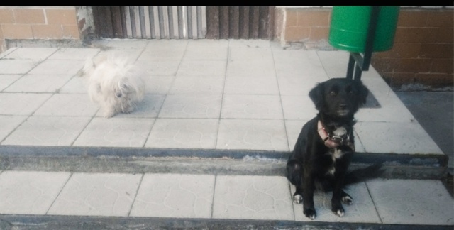 За 51 вахтой найдена черная собака с белым песиком.
Два ?...