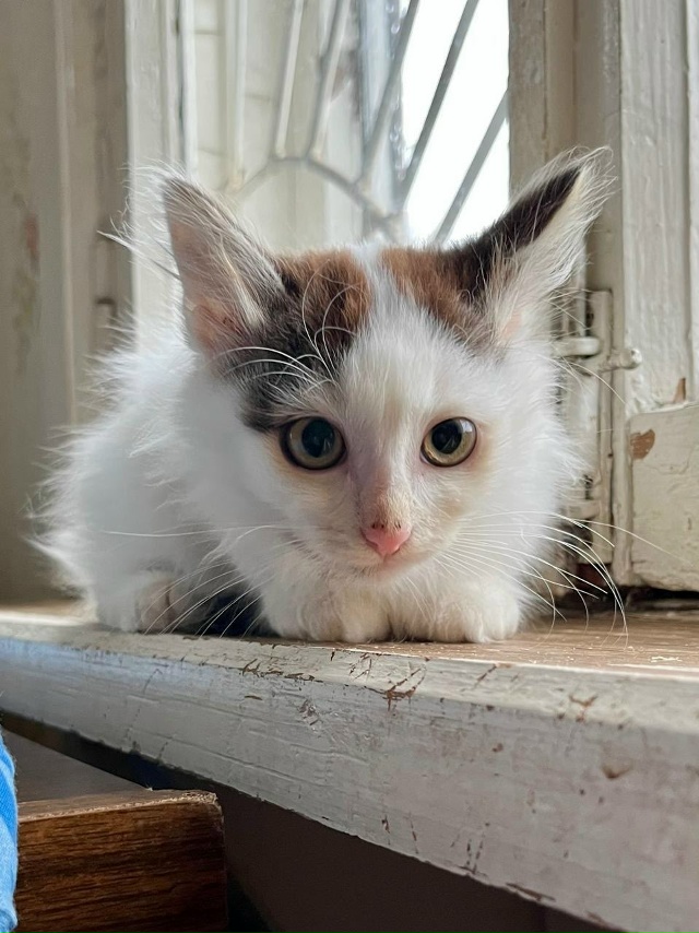 КОТЯТКАМ ищем ДОМ, самый лучший 🏡
Друзья, у нас целая ?...