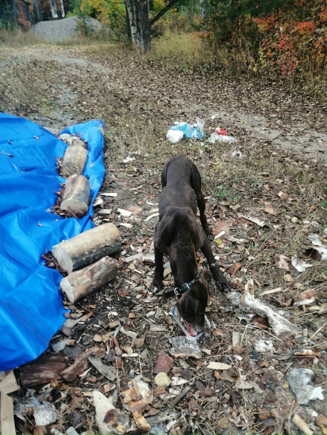 Чья потеряшка? В 11 часов находился по пер. Пионерскому. ...