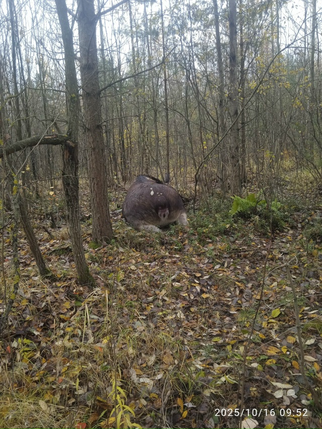 В метрах 200 от магазина светофор по правой стороне лежи...