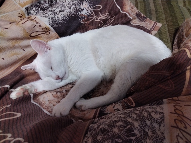 Спят усталые игрушки... Кот Симба 😴