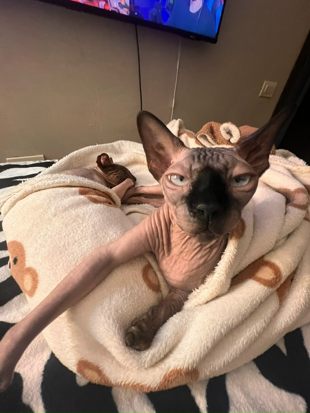 Любимый всратыш Рамзес