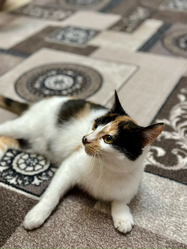 Нашли у дома очень ласковую и ухоженную кошку (район Ря...