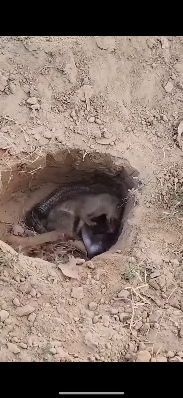 Раньше считалось, что у мангустов нет иммунитета к яду ...