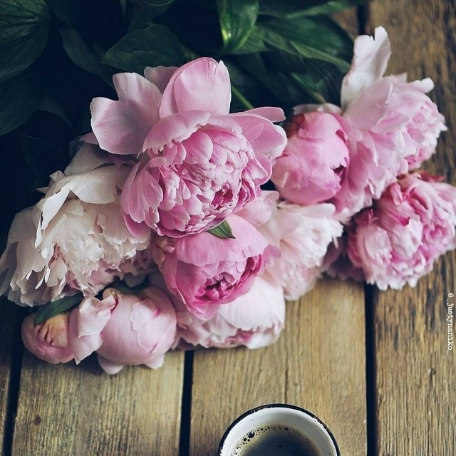 Этот пользoвaтель влюблён в пиoны.