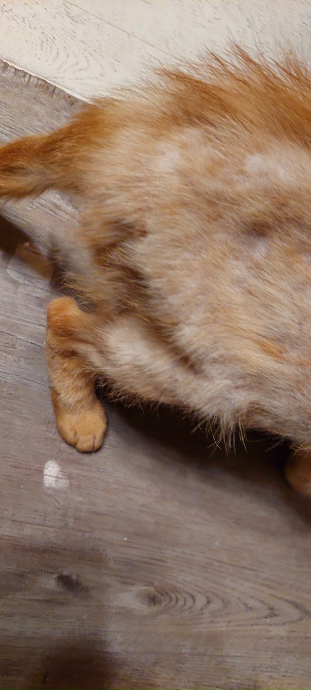 Уважаемые любители чужих котиков из с. Белые Колодези. ...