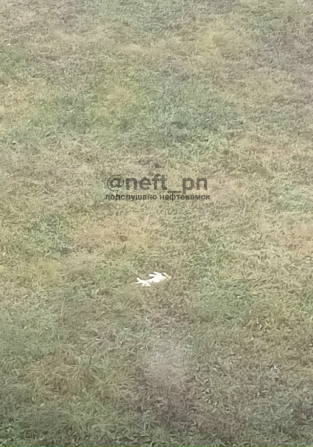 Во дворе школы номер 7, уже 4 дня лежит мертвая кошка. Ни?...