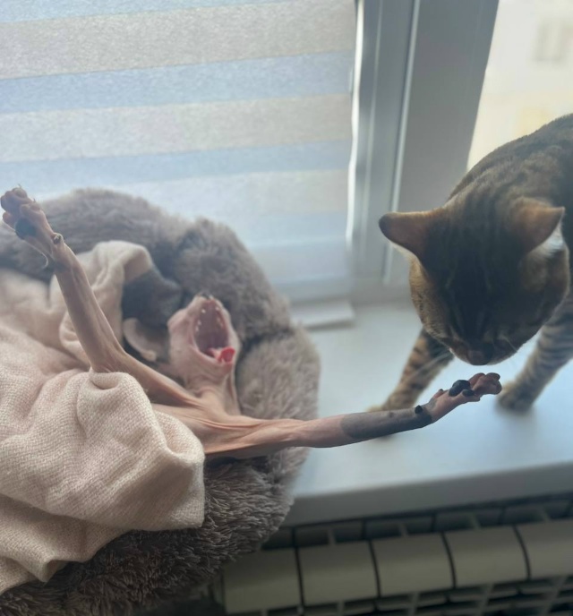 Желаю всем так же сладко отдыхать, как мартышка Майя