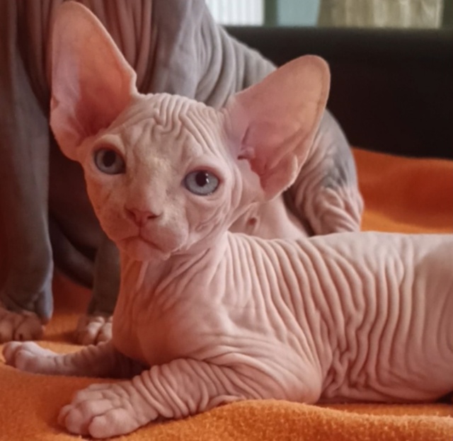 Шантарам ?✈