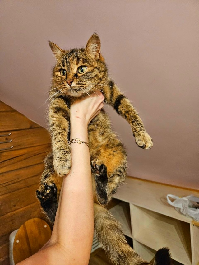 🐈Кошечка ищет дом в Можайске🐈
Была отловлена на улиц...