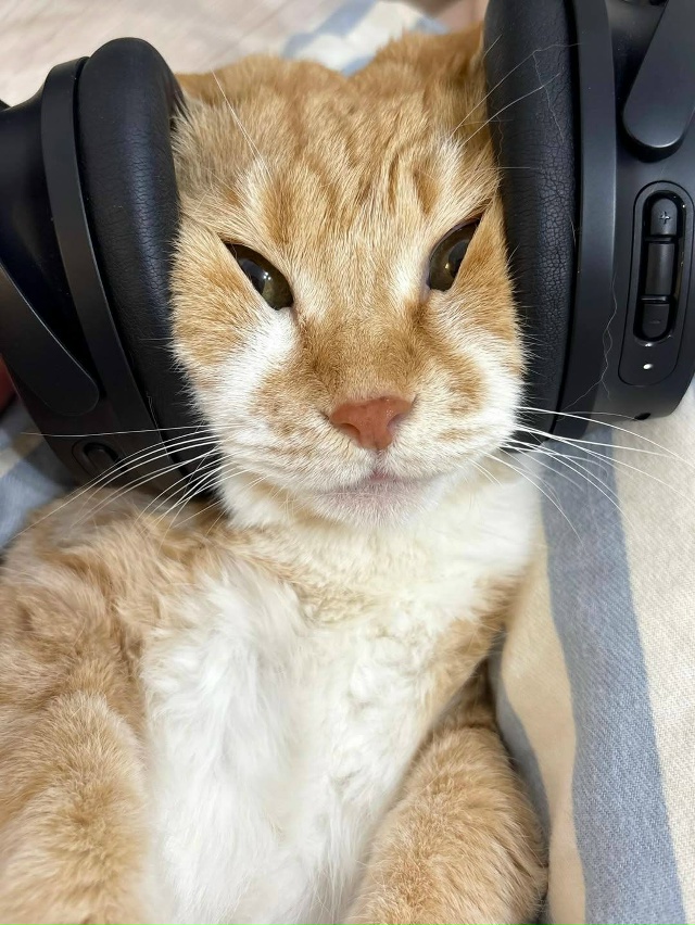 Что слушает этот котан?