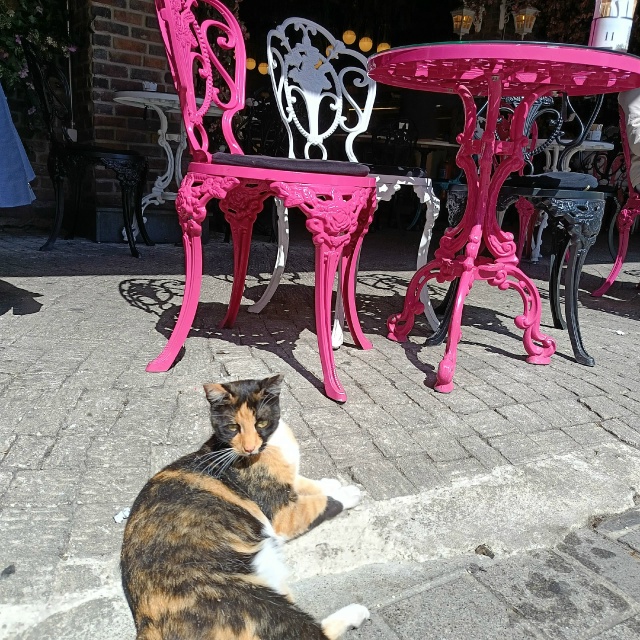 Котики Стамбула 🇹🇷
Они там в почёте 👌❤️