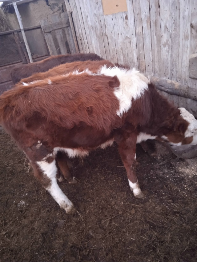 Продам 2 бычков, номер 89010805991