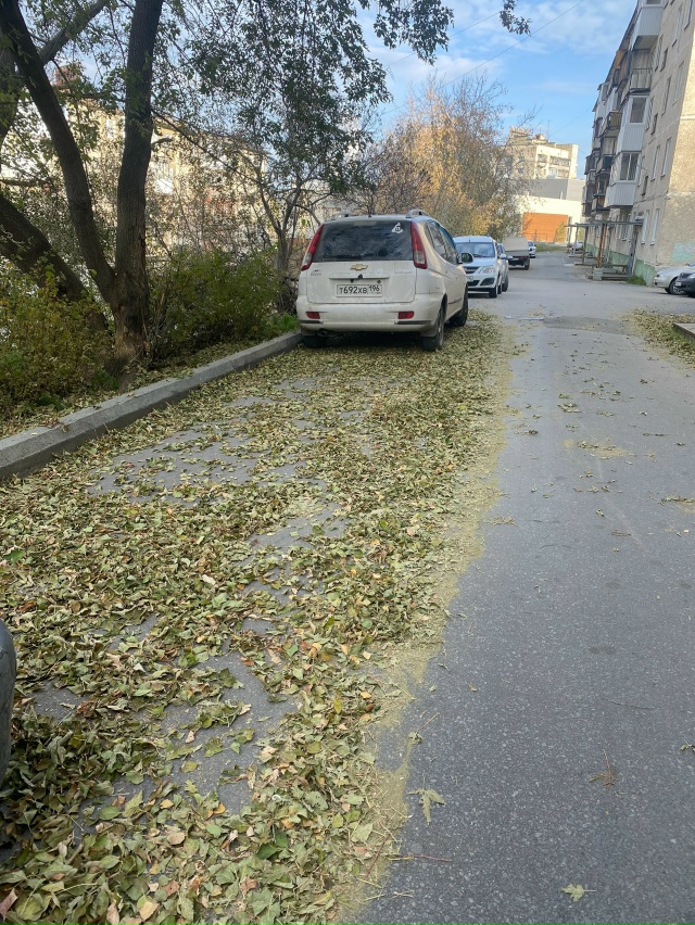 У нас сейчас дворников вообще нет? Интересно мы платим...