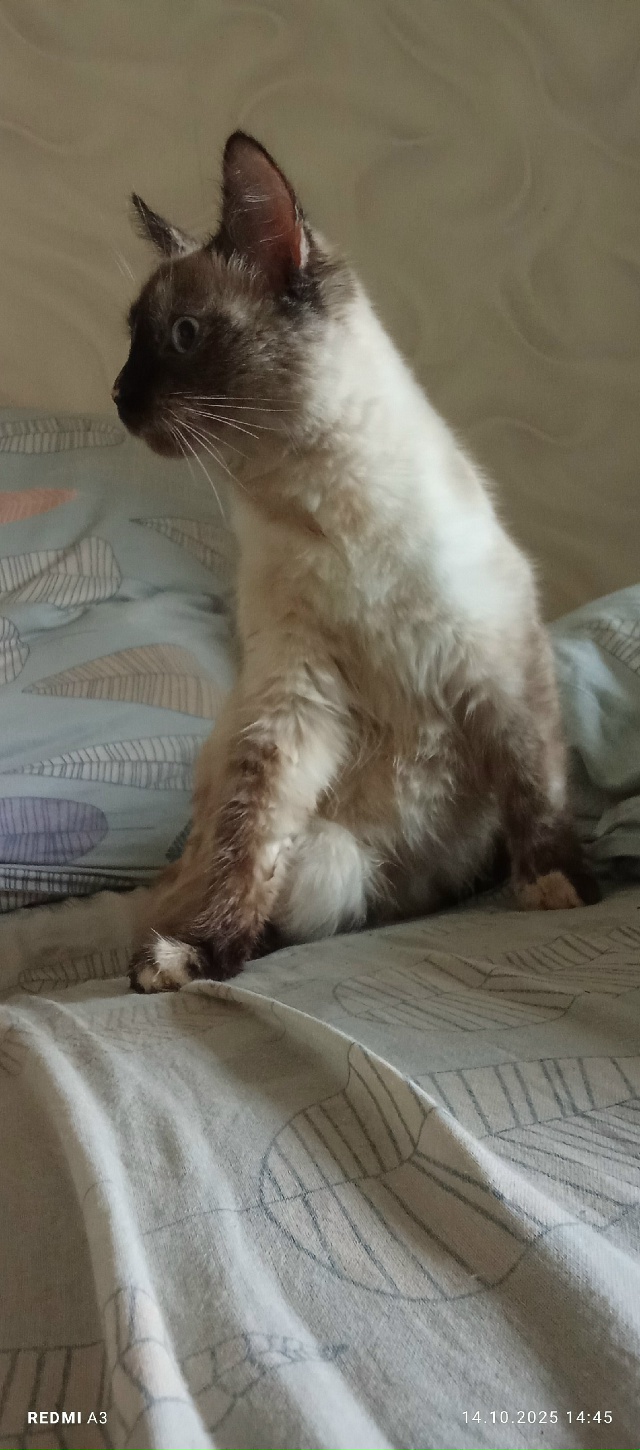 Найдена кошка видно что домашняя бегала за всеми может...