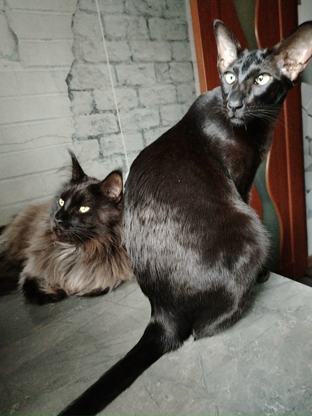 Лексус и Хаммер Ольговичи приветствуют всех 🤗🖤🖤