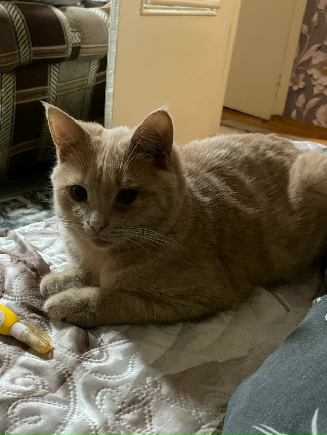 Пропал кот в районе улицы Ленина дом 70,персикового цве?...