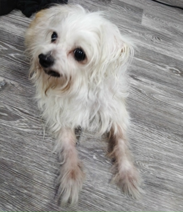 Здравствуйте. Ребёнок принёс домой собачку, кто-то вык?...