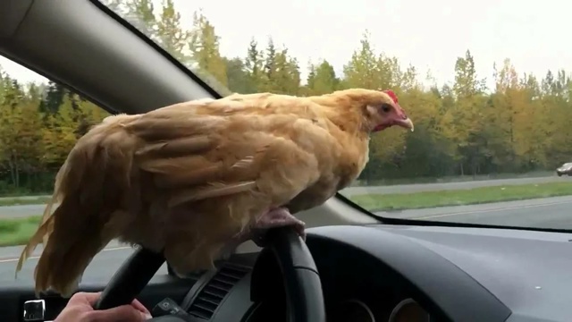 Как сообщает пресс-служба УМВД по Владимирской област?...