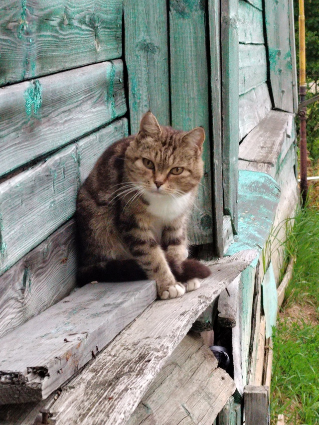 В селе Лазарцево нашлась кошечка, видно что домашняя , ?...