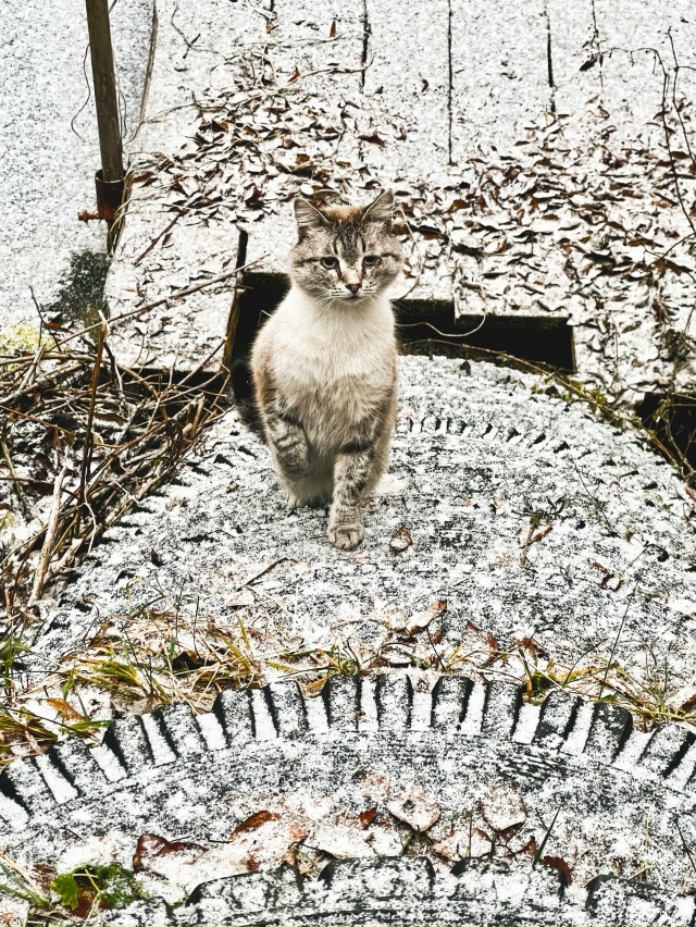 Ещё одна попытка зимы обосноваться в наших краях.
Фото...