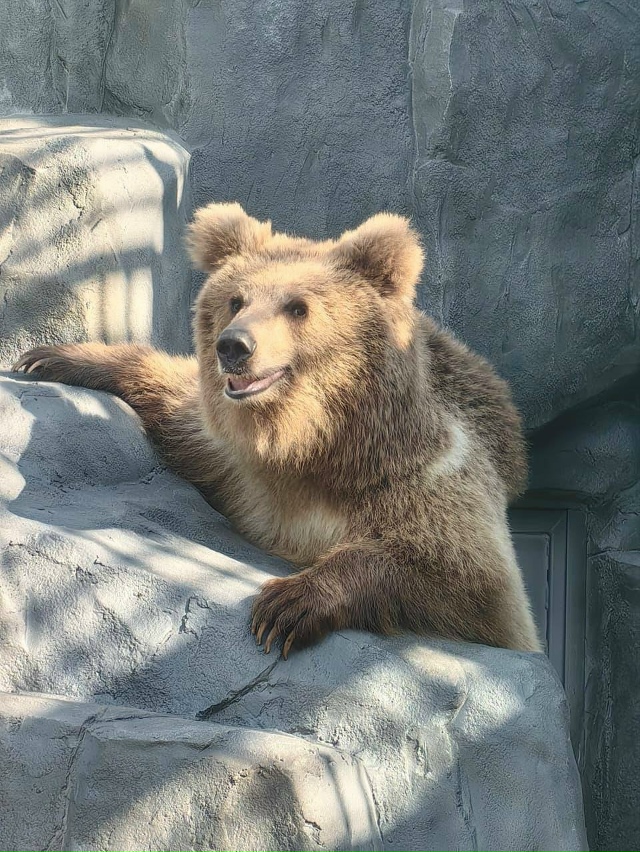 В Екатеринбургском зоопарке животные активно готовят?...