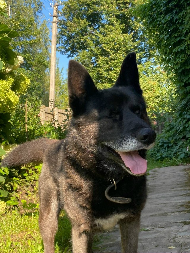 Потерялась собака. Дворняжка средних размеров. Кобель....