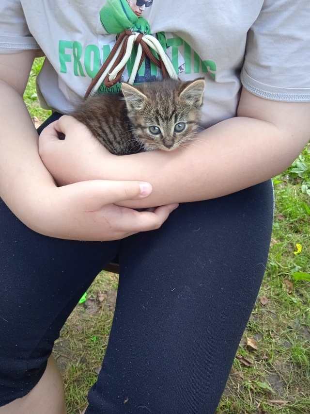🐱🙏Чья-то кошечка привела троих котят. Очень красивые...