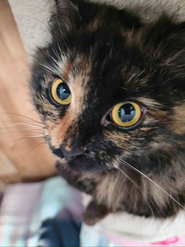 Киска Ириска 🐈‍⬛🍬