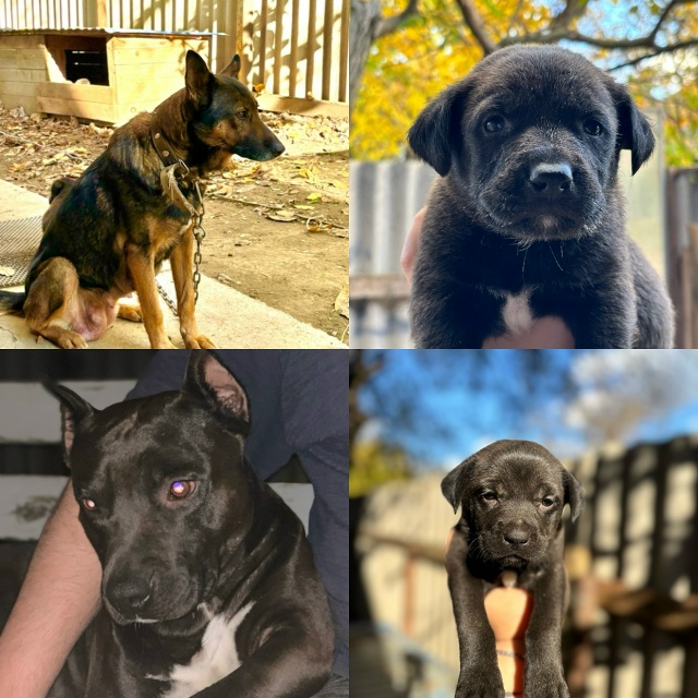 Ищем ответственных и любящих хозяев для очаровательны...