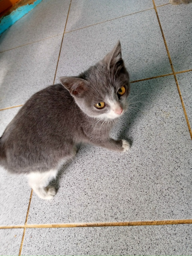 Отдам в добрые руки котенка. Подкинули, никто не призна...